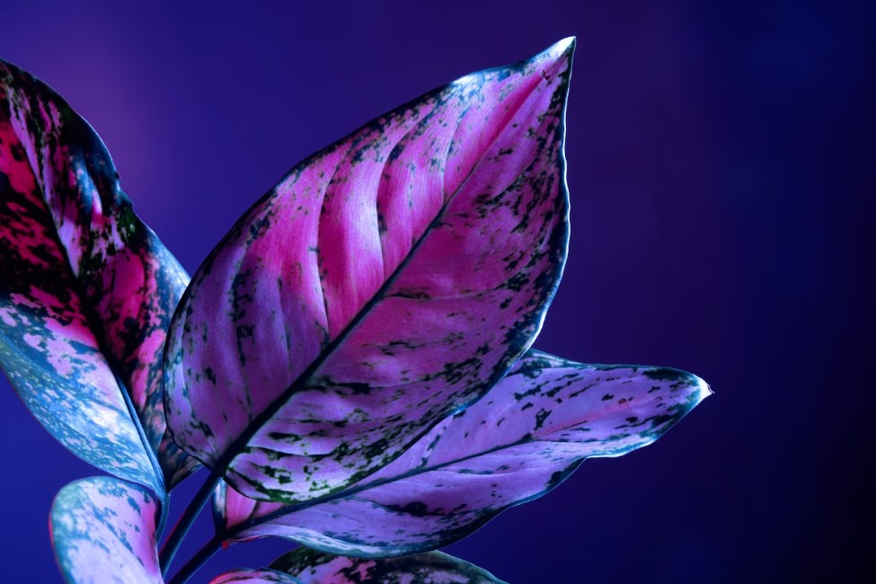 an assortment of purple-and-blue colored plant leaves